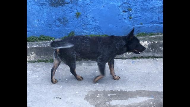 Australian Cattle Dog, Blue Heeler, Boiadeiro Australiano