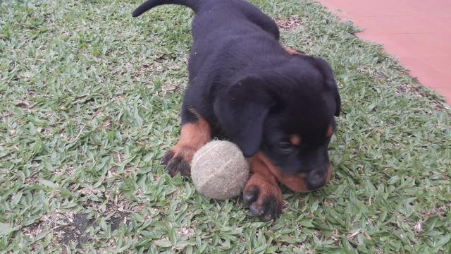 Filhotes de rottweilers - Foto 6