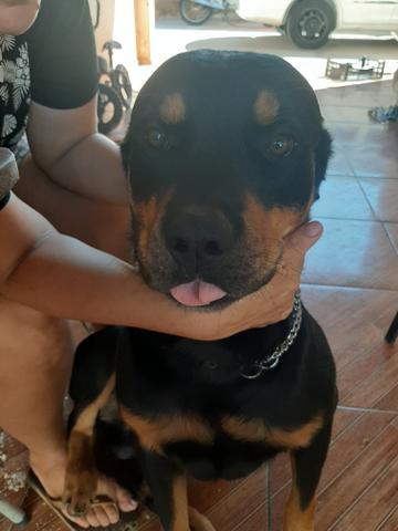 Cachorro hottwailler procura namorada - Foto 6