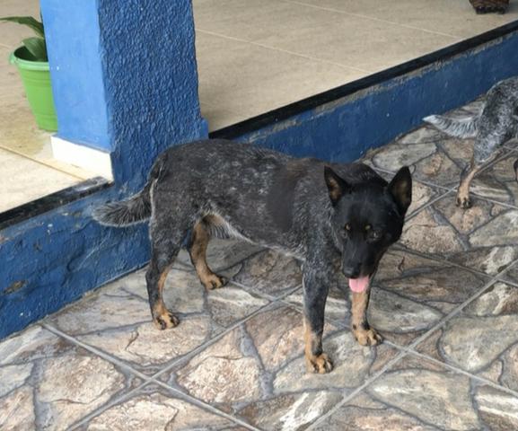 Australian Cattle Dog, Blue Heeler, Boiadeiro Australiano - Foto 2
