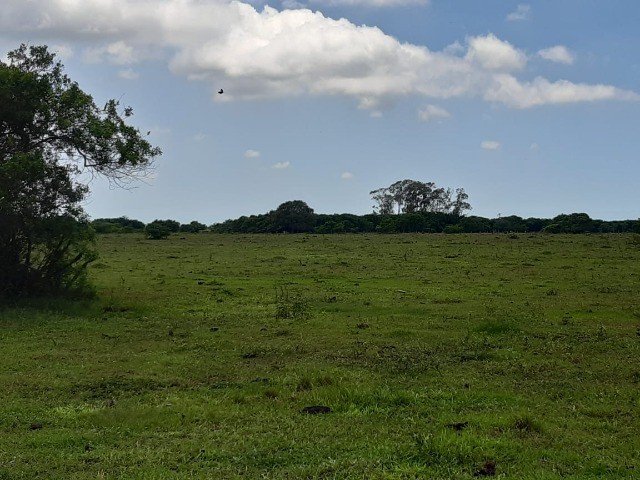 Fazenda de 90 alqueires em Flexeiras (Quissamã). - Foto 3