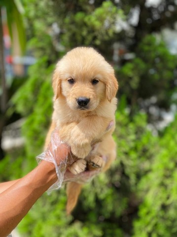 golden muito fofinho a pronta entrega, um pet de família - Cachorros e  acessórios - Pinheiros, São Paulo 1097949230