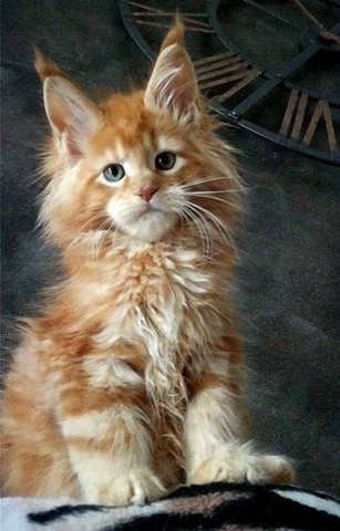 maine coon