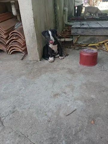 Pit Bull  - Foto 5
