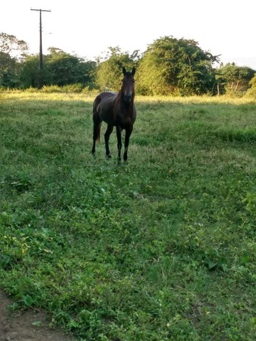 Égua MM