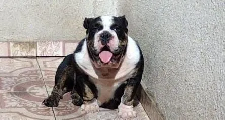 Bulldog ingles preto  +24 anúncios na OLX Brasil