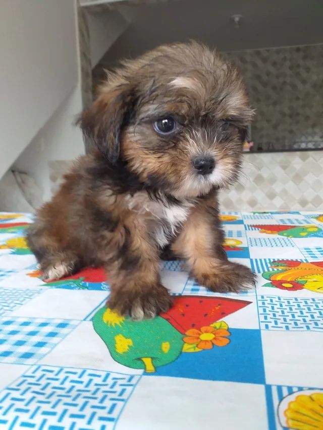 Filhote de Lhasa apso macho! - Foto 4