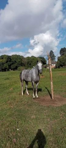 Egua de Picado genuíno 