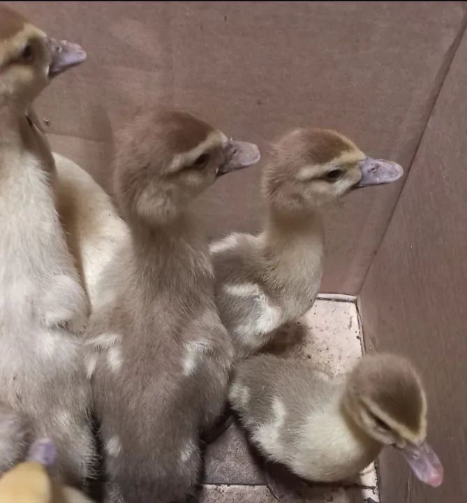 FILHOTES DE PATO CHOCOLATE 