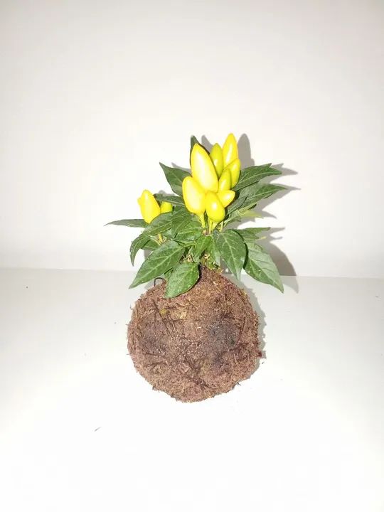 Planta de Pimenta Ornamental na Kokedama  - Foto 2
