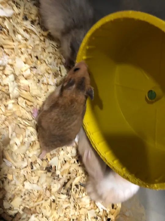 Hamster sírio  - Foto 4