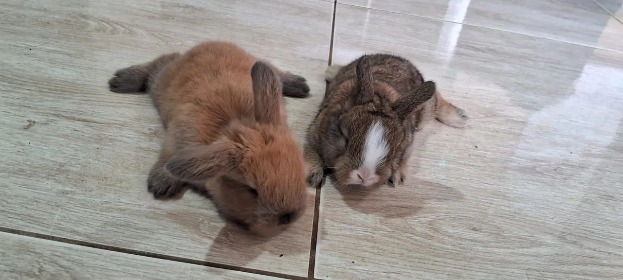 Filhotes de coelho mini lopp  - Foto 2