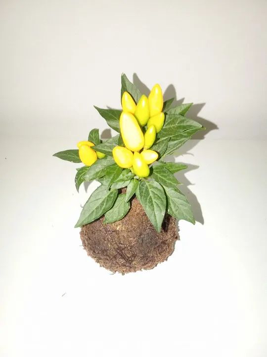 Planta de Pimenta Ornamental na Kokedama  - Foto 3