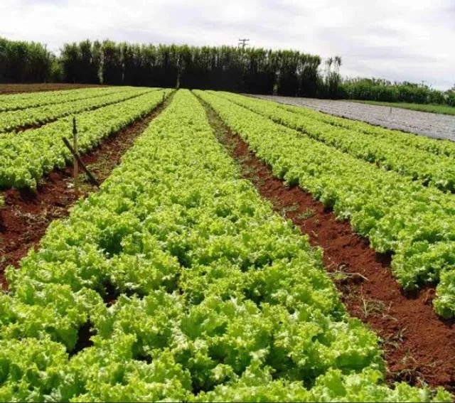 Produção de alface  - Foto 2