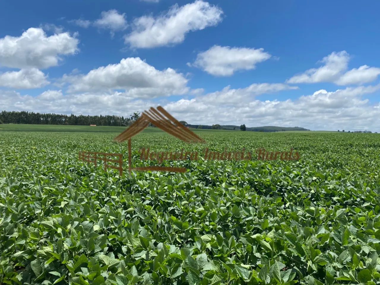 Sítio com 16 Alqueires na Região De Avaré-SP - Foto 12