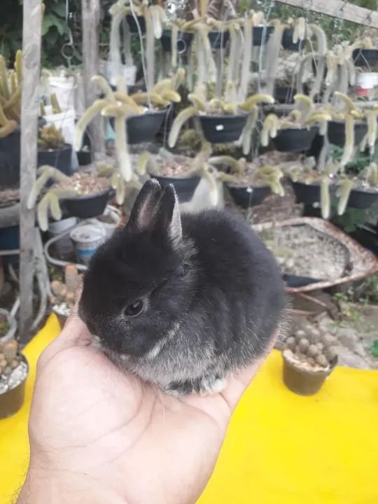 Coelho anão importado i black other - Foto 3