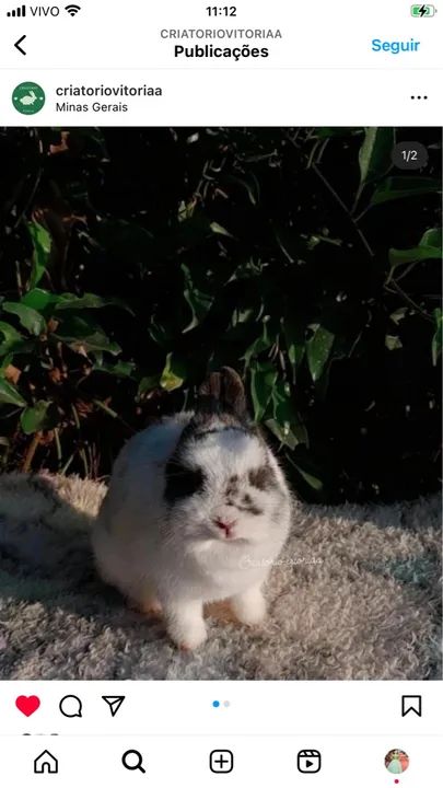 Plantel inteiro  - Foto 2