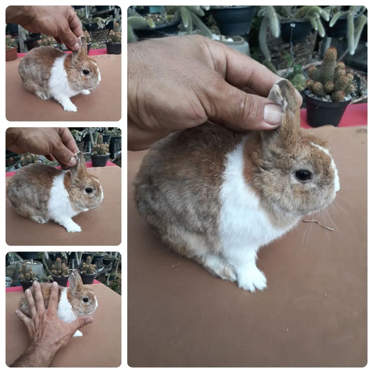 Coelho anão netherland holandês 