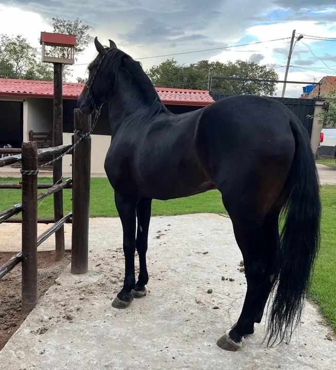Cavalo preto manga larga