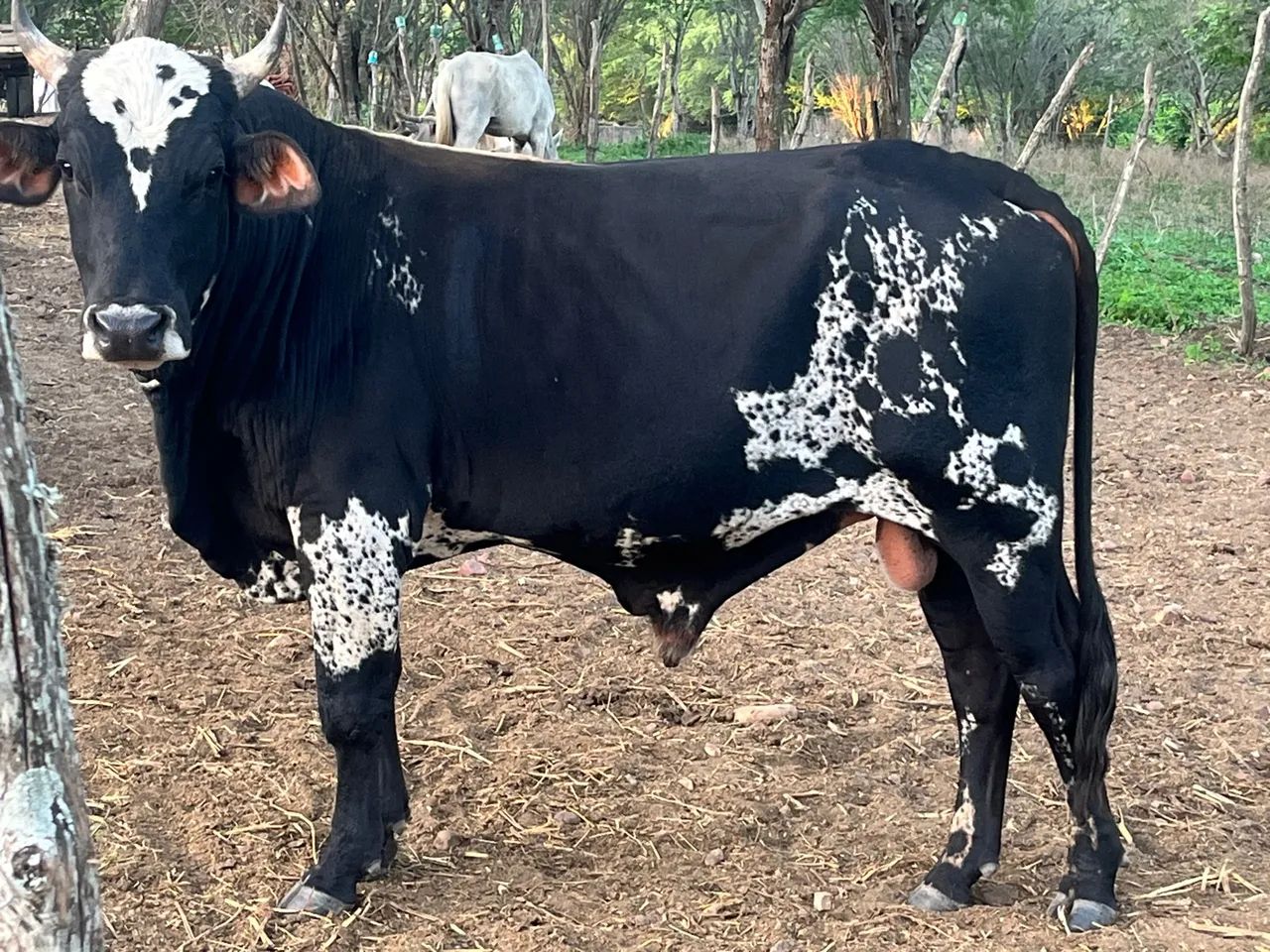 Garrote mestiço de Nelore.