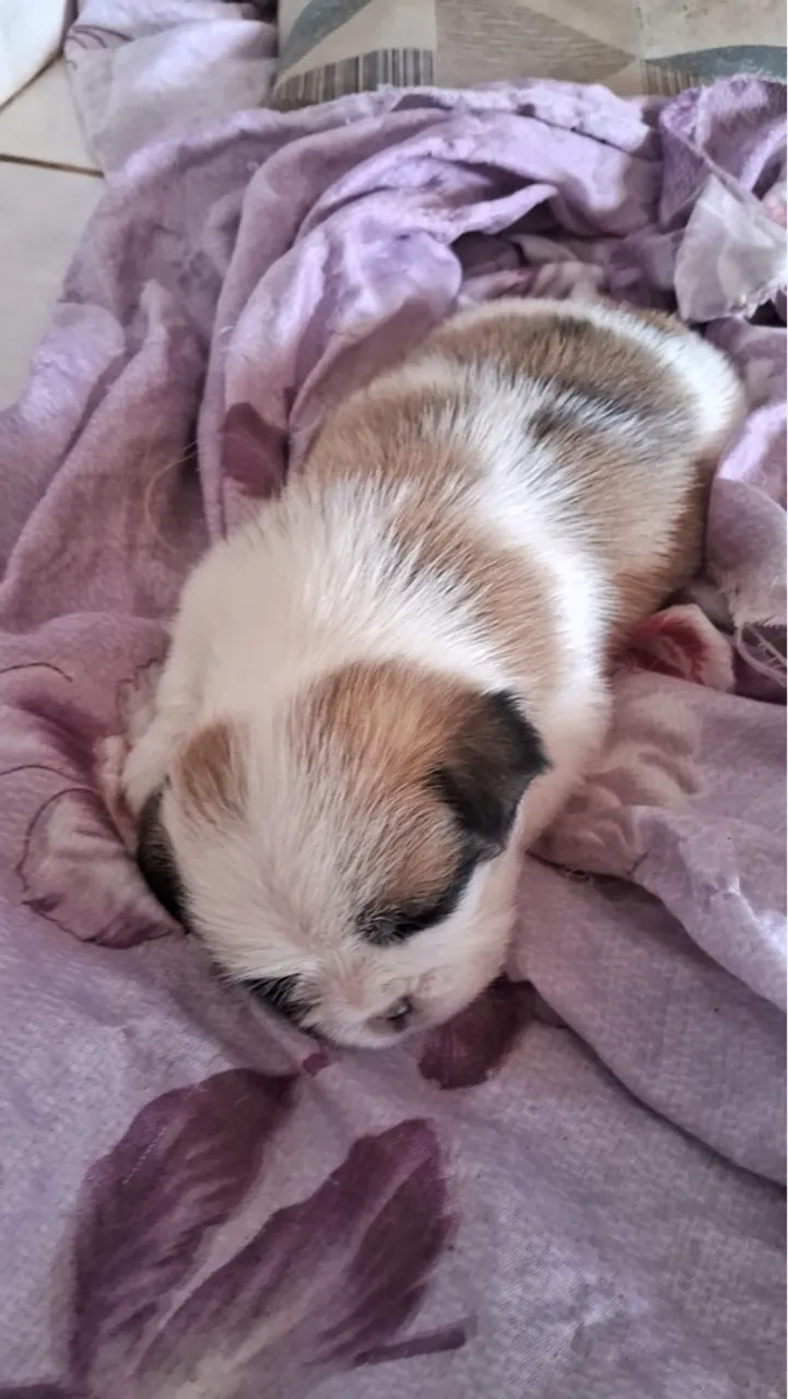 Filhote Shih Tzu para reserva