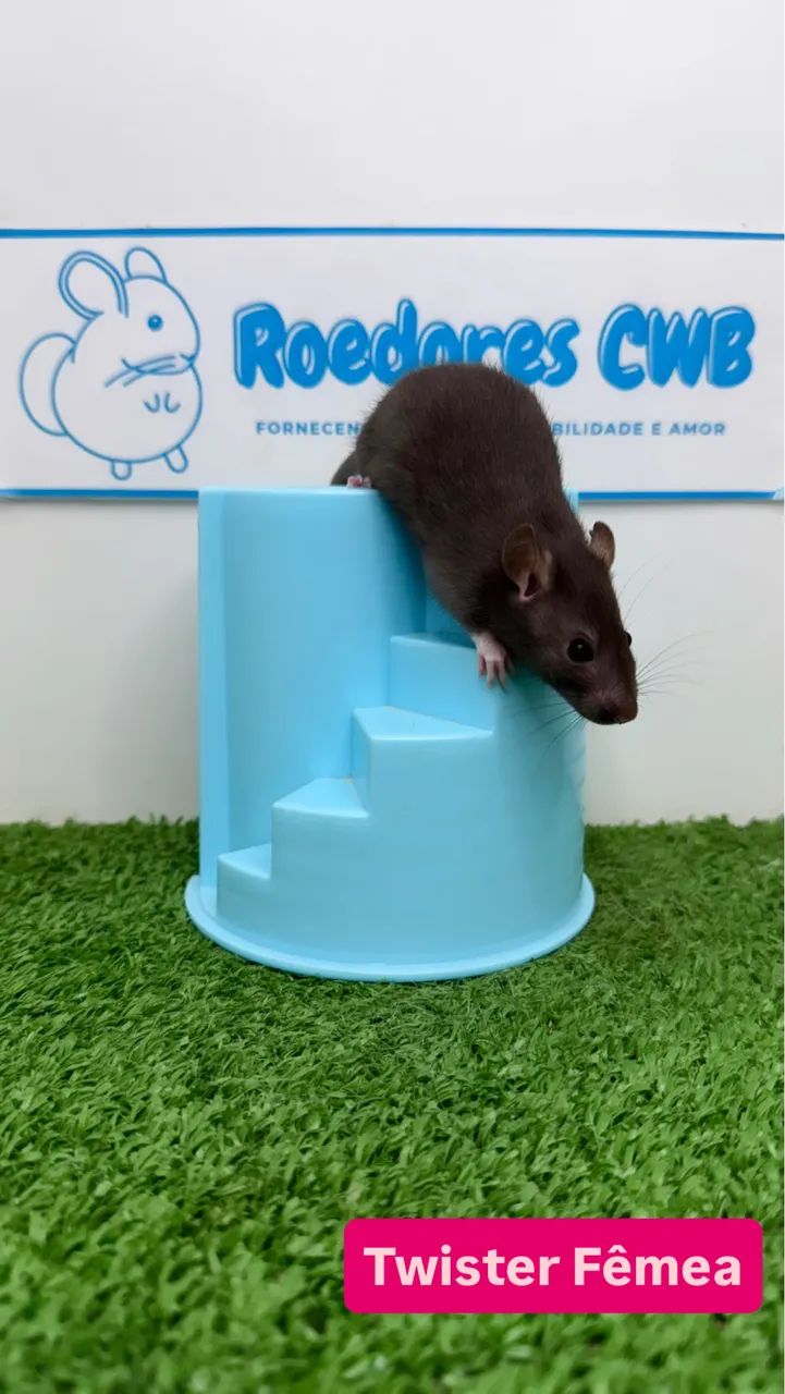 Twister/Mercol Filhotes (Roedores CWB)  - Foto 3
