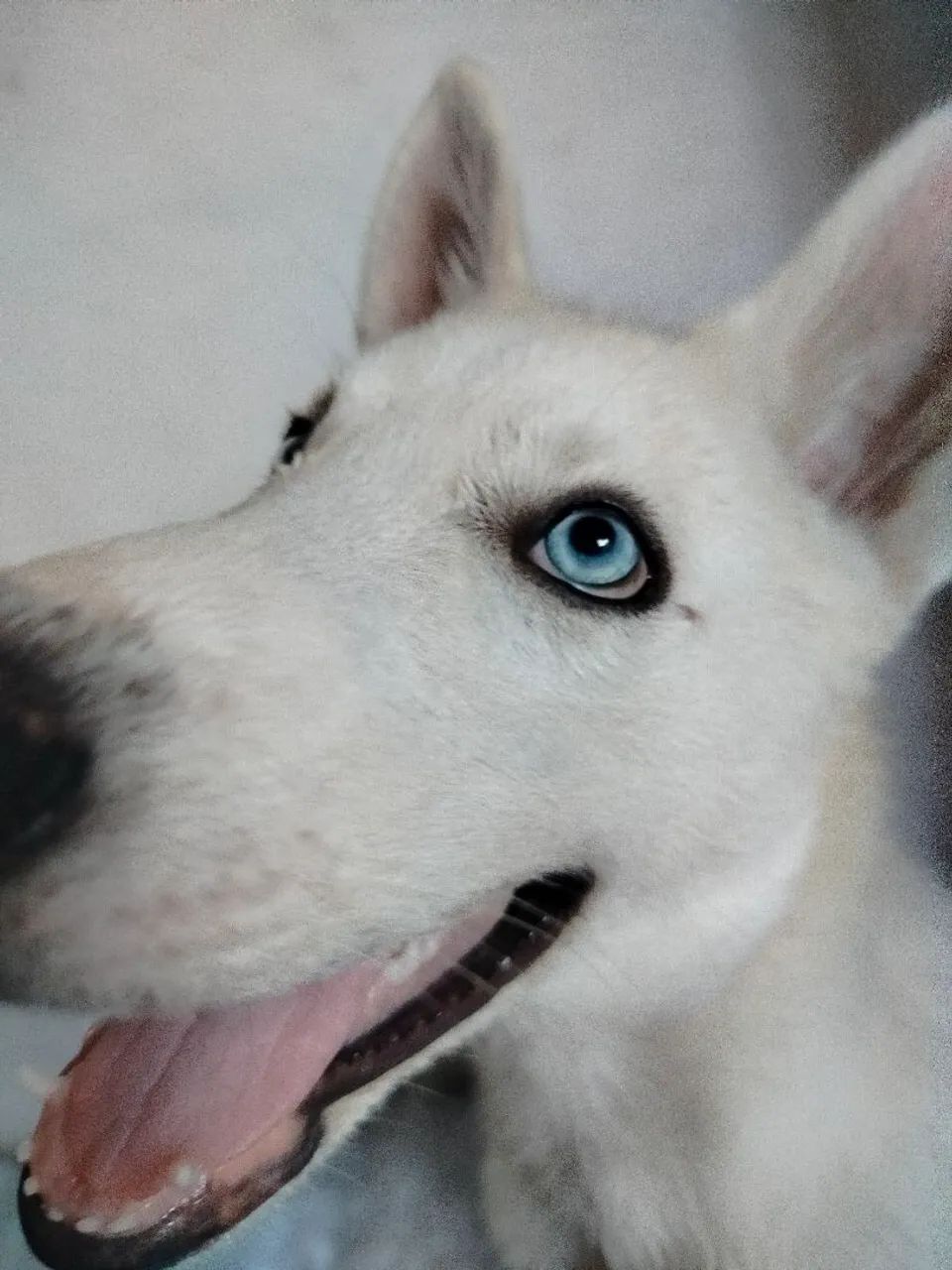 Filhote Husky Siberiano - Foto 3