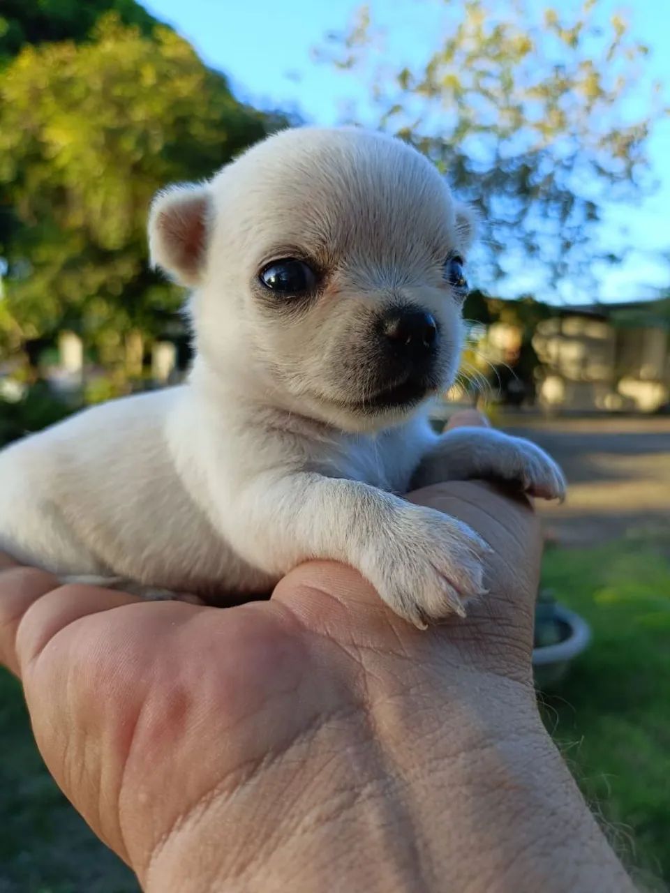 Chihuahua  - Foto 3
