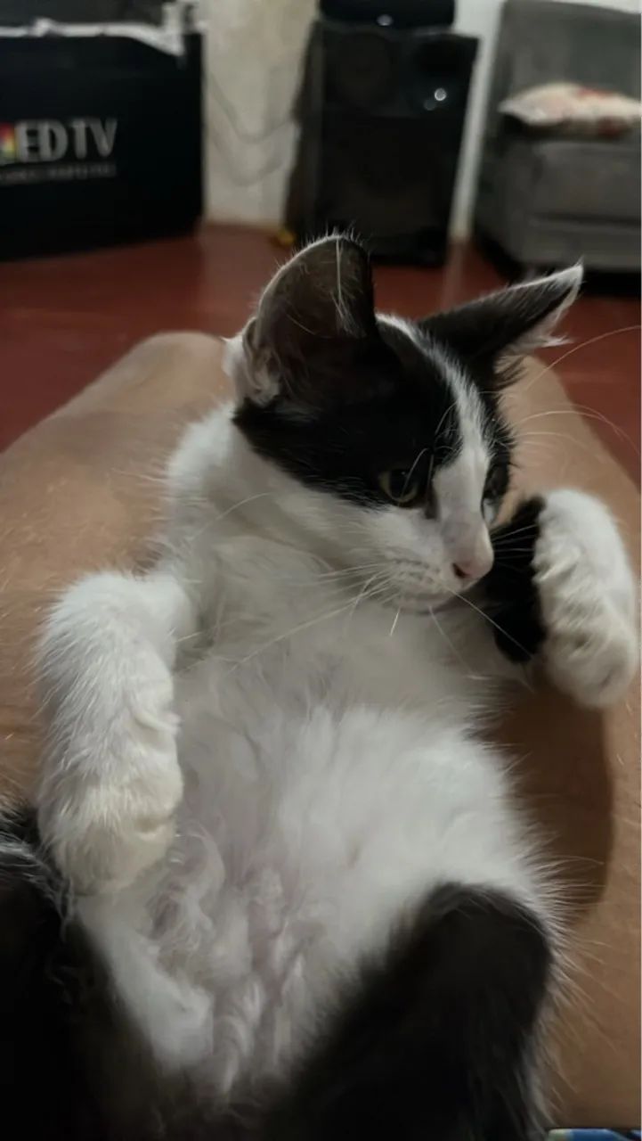 DOANDO GATO MACHO, 2 meses