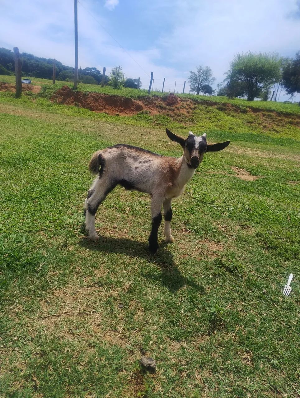 Cabritos 64606908390402122