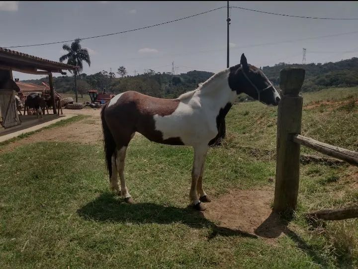 Égua pampa marcha batida domada 7 anos Léia a descrição abaixo  - Foto 3