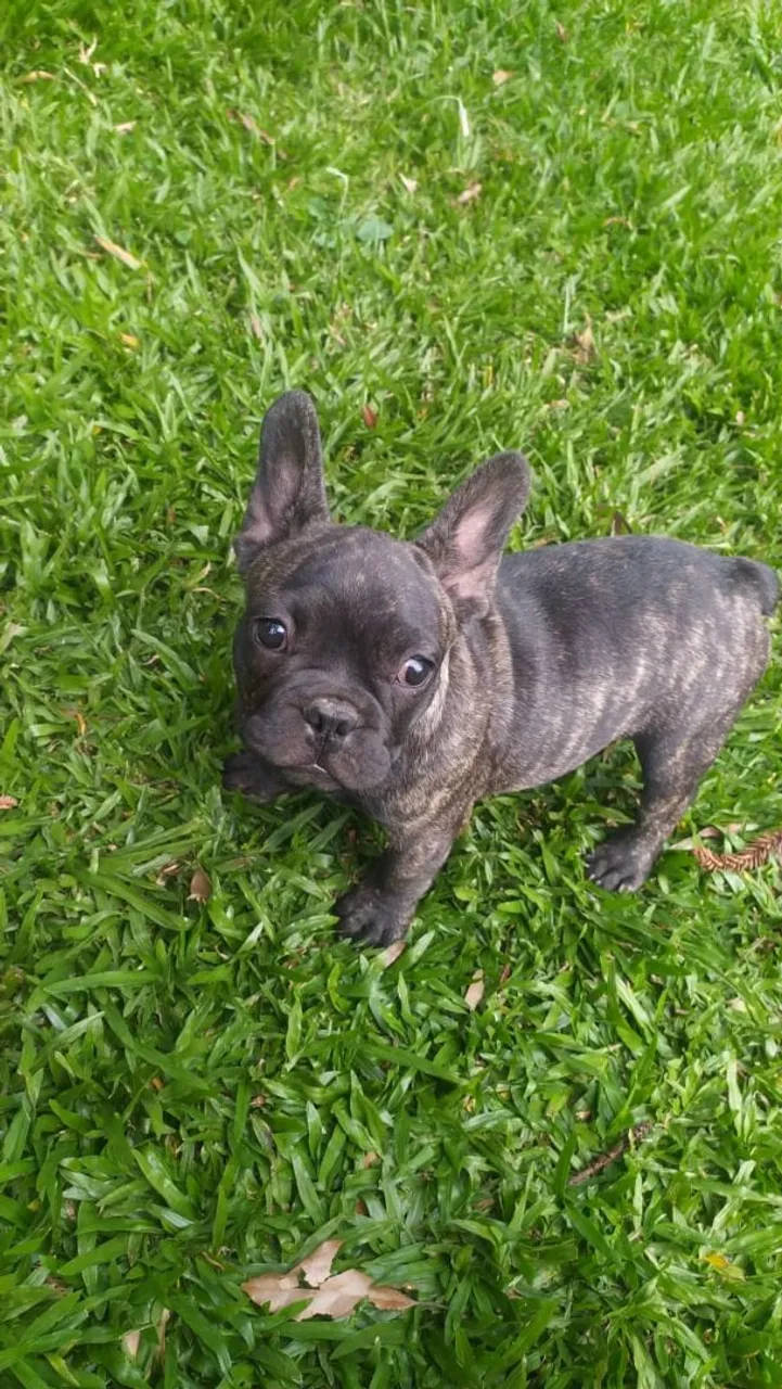Filhote de Bulldog Francês