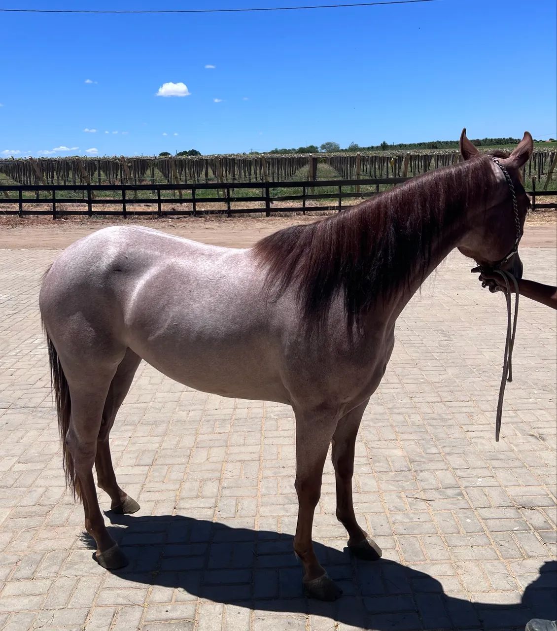 Potra Registrada Meio Sangue  - Foto 2