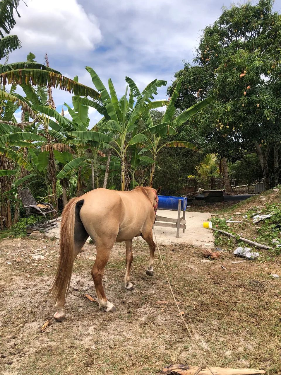 Cavalo Mestiço  - Foto 4