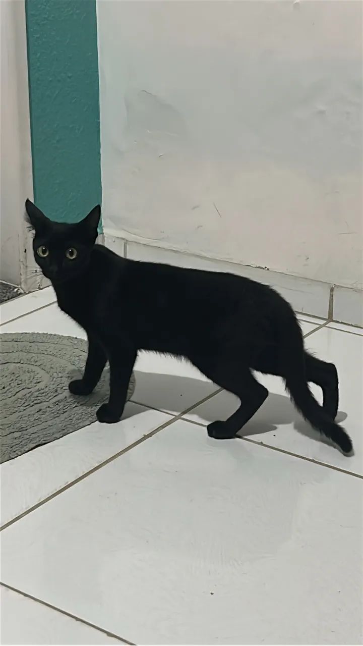 Gato para adoção responsável 