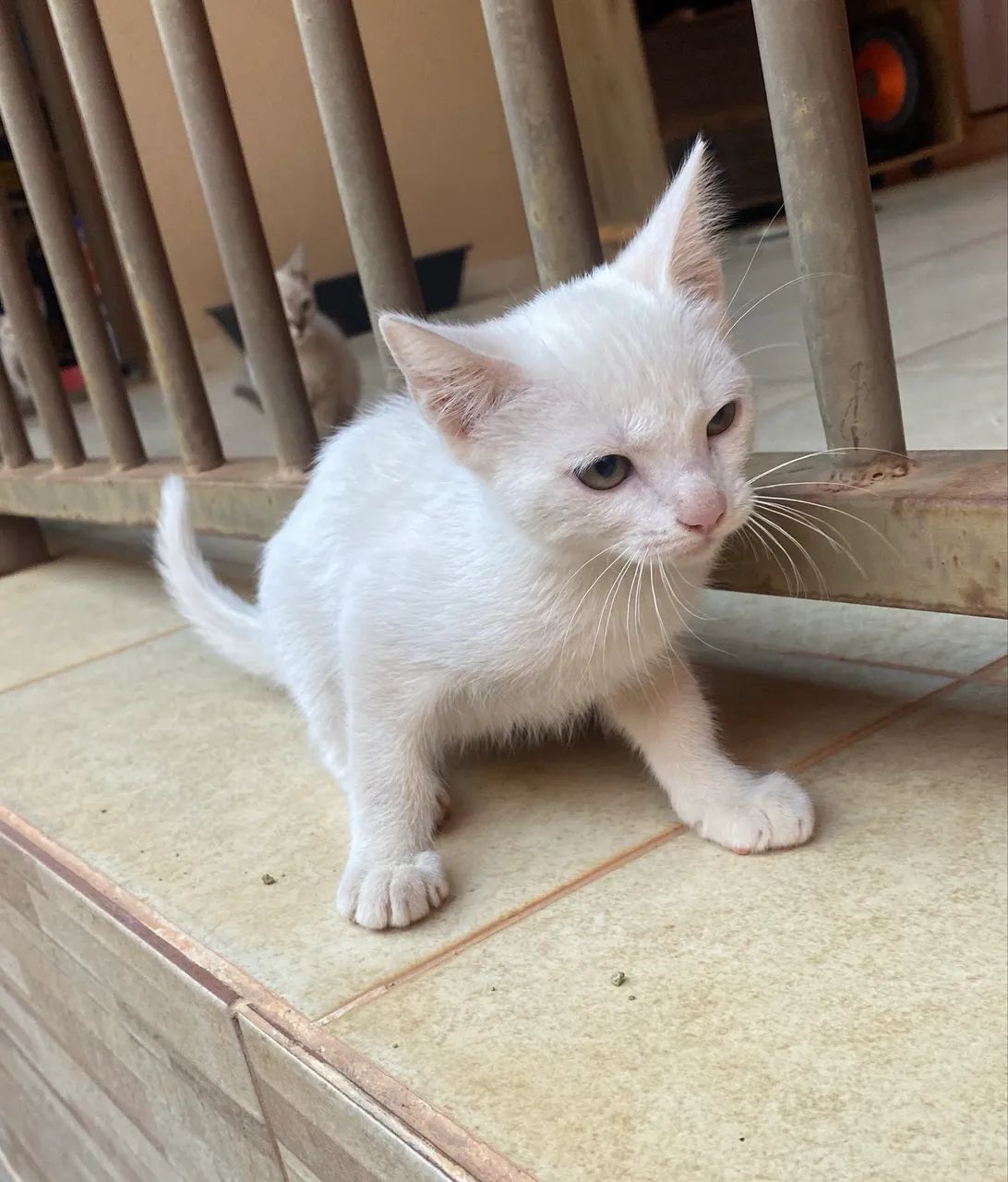 Doação Responsável  - Foto 2