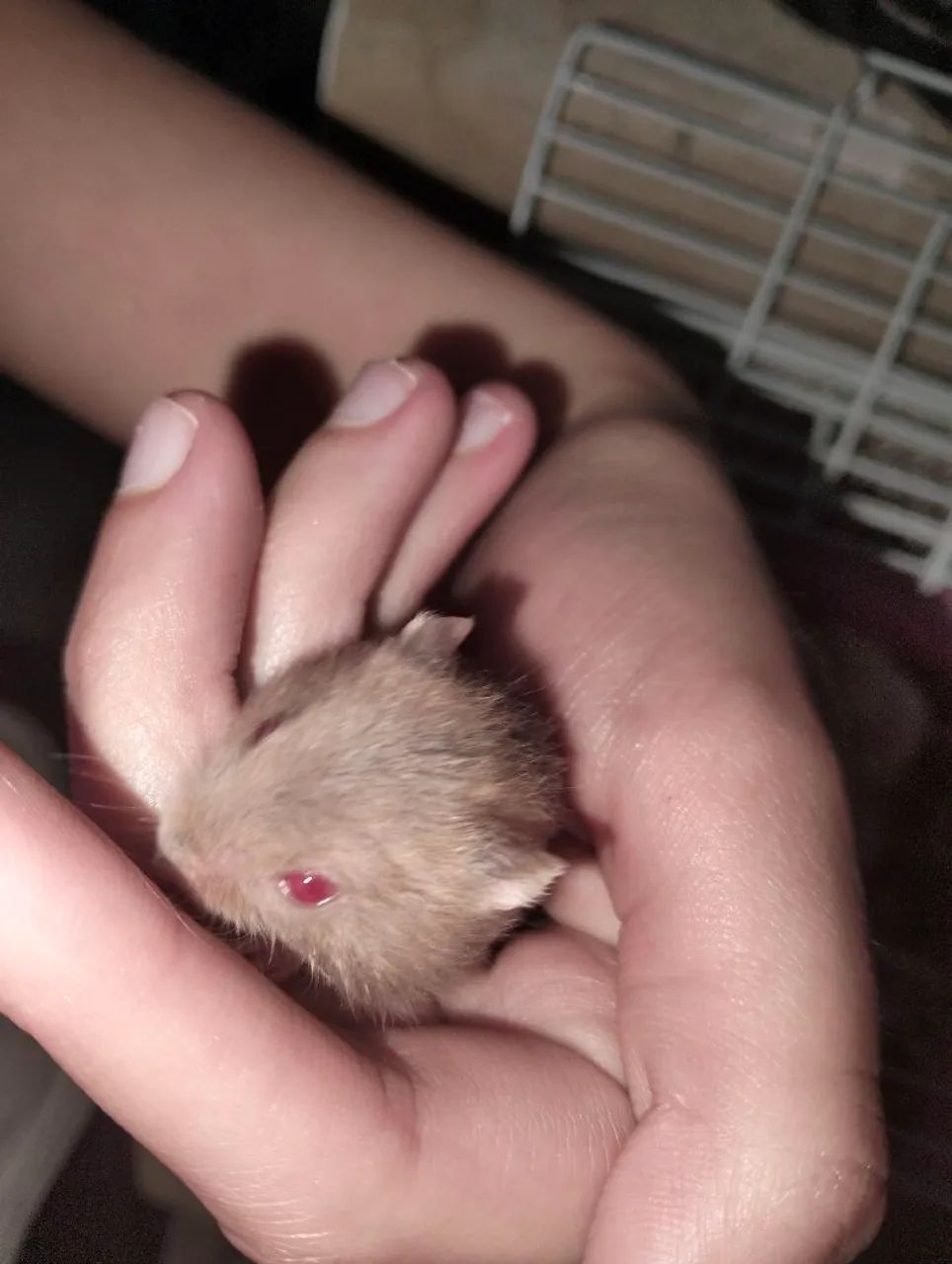 Filhotes de Hamster à Venda - Foto 4