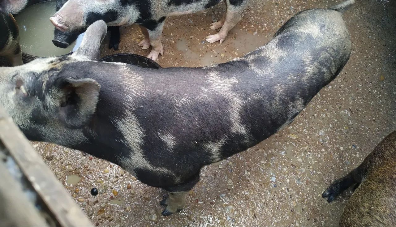 Porco inteiro grande.. novo  - Foto 3