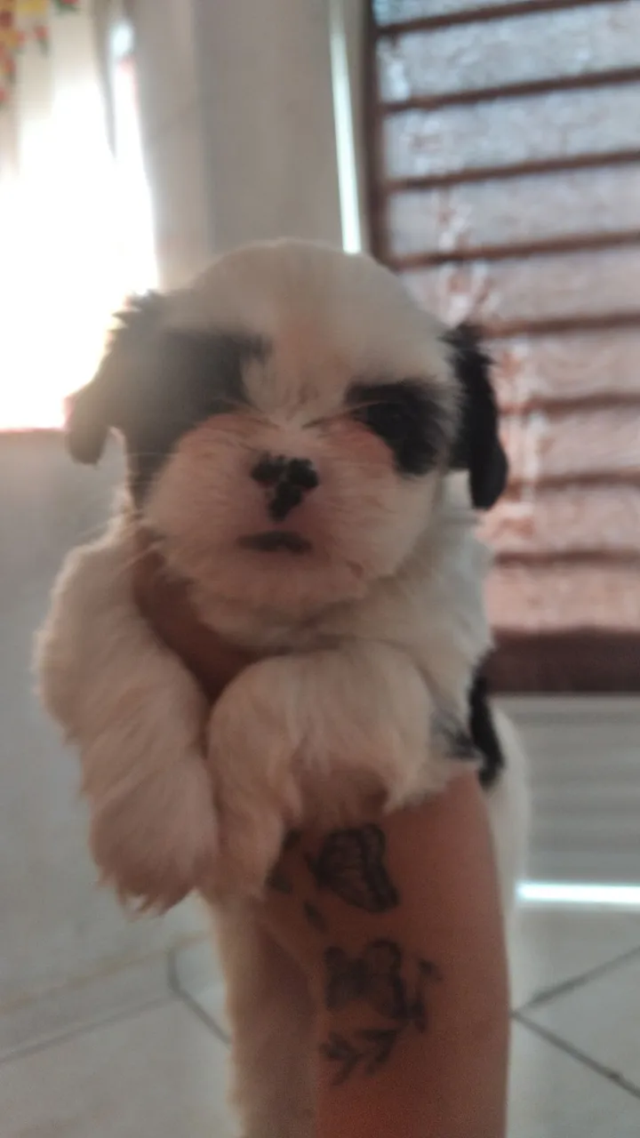 Vendo