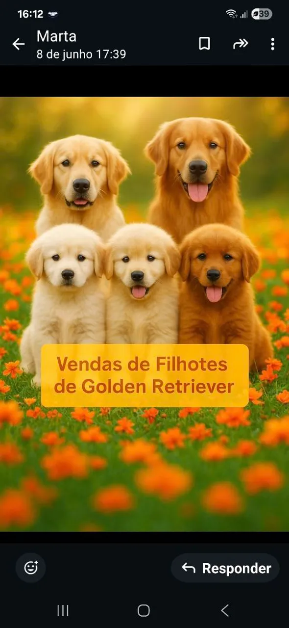 Filhotes de Golden Retriever à venda