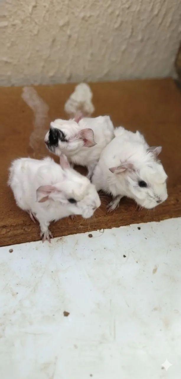 Porquinhos da Índia Peruanos - Pelo Longo  - Foto 5