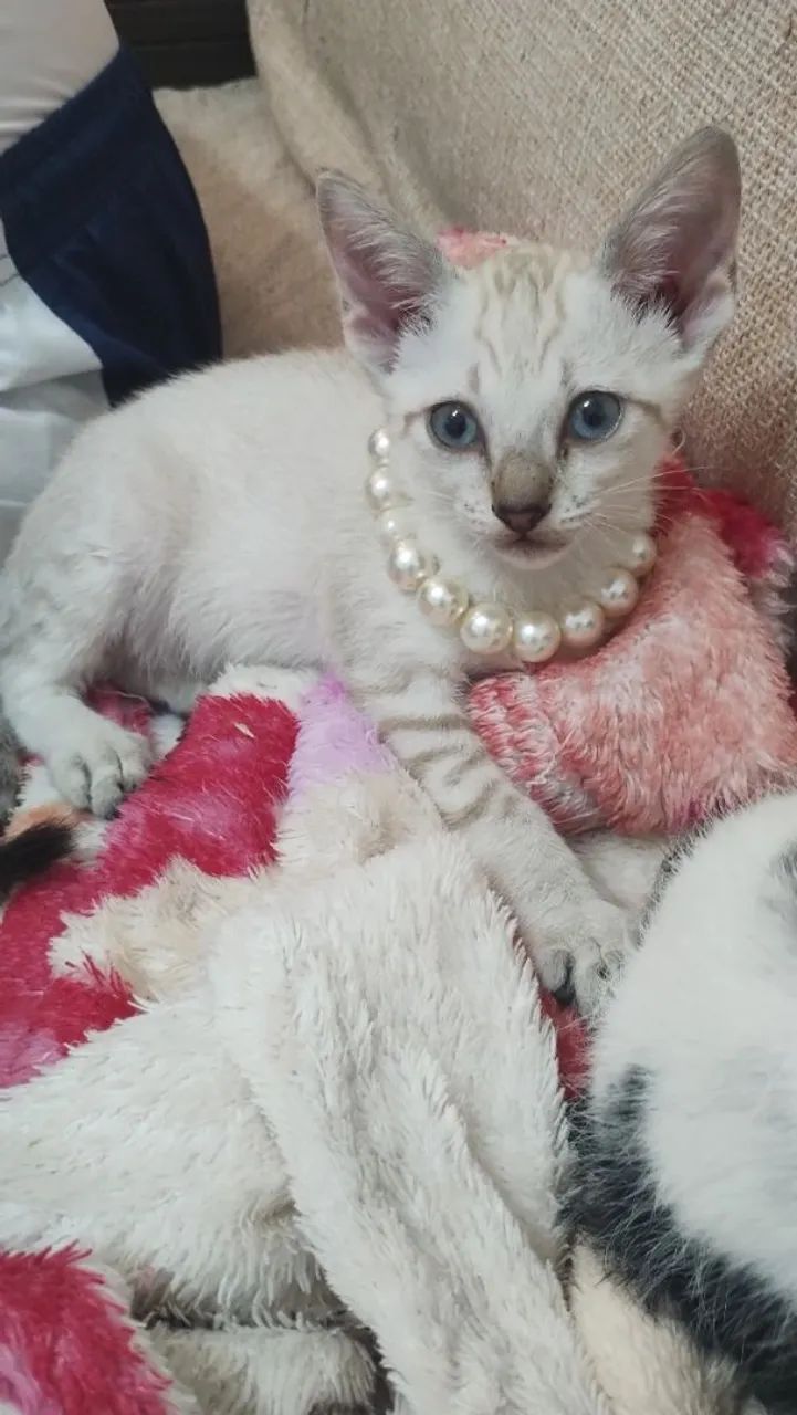 Gatinha branca com colar de pérolas