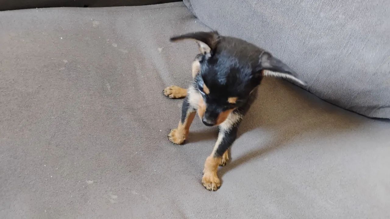 Filhote de Pinscher 1 - Foto 6