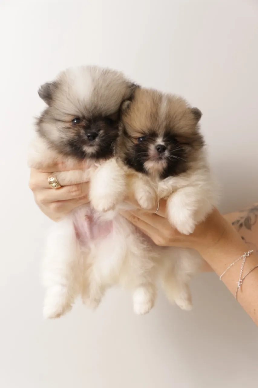 Filhotes de Spitz Alemão/ Lulu da pomerânia com pedigree