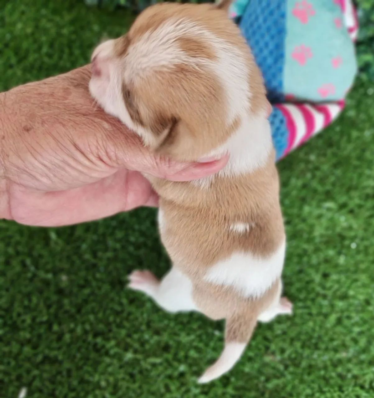 Chihuahua macho Pêlo curto disponivel para reserva  - Foto 3