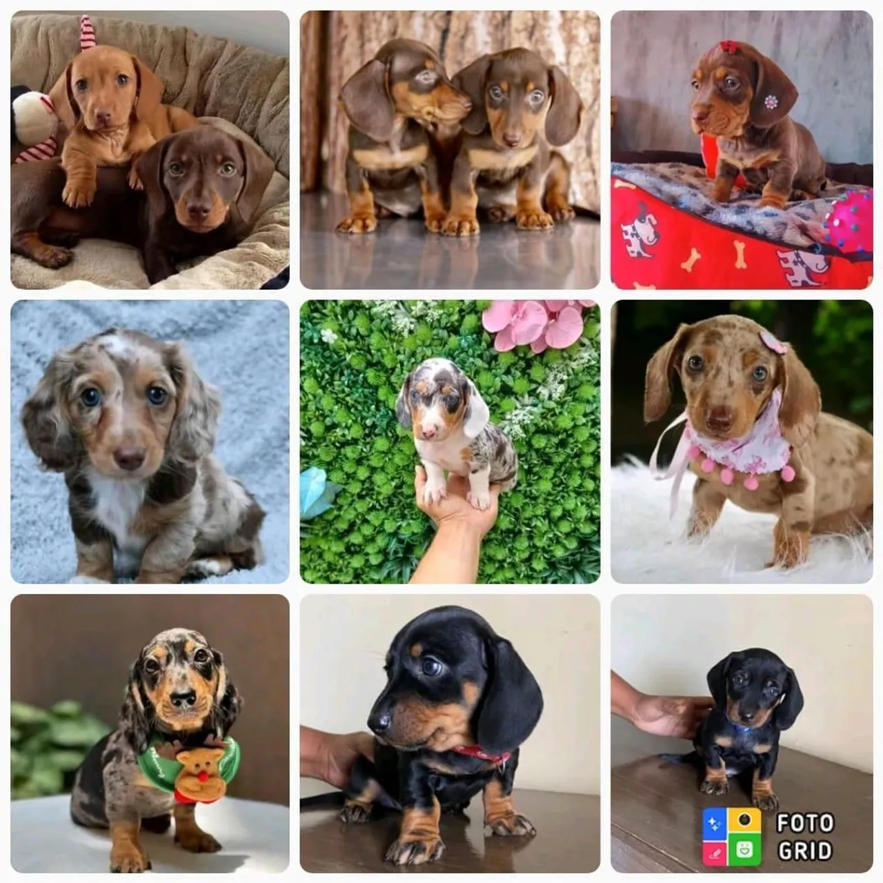 Vendo Filhotes Cofap / Daschsund / Salsicha