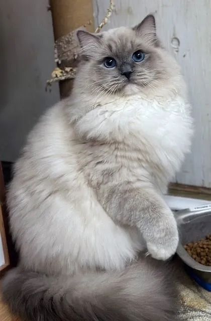 Gatinho Ragdoll - Ideal para Famílias e Crianças! - Foto 2