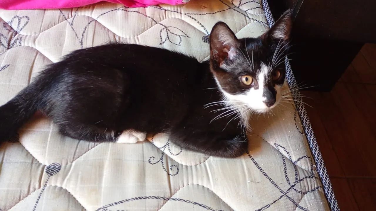 Gatinhos Fofos a Procura de Um Lar - Foto 2