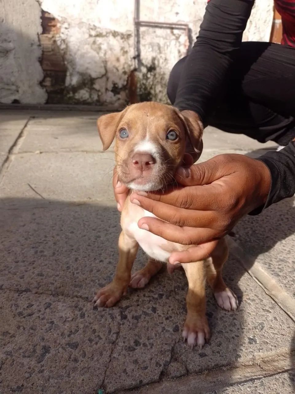 Filhote Pitbull - Foto 5