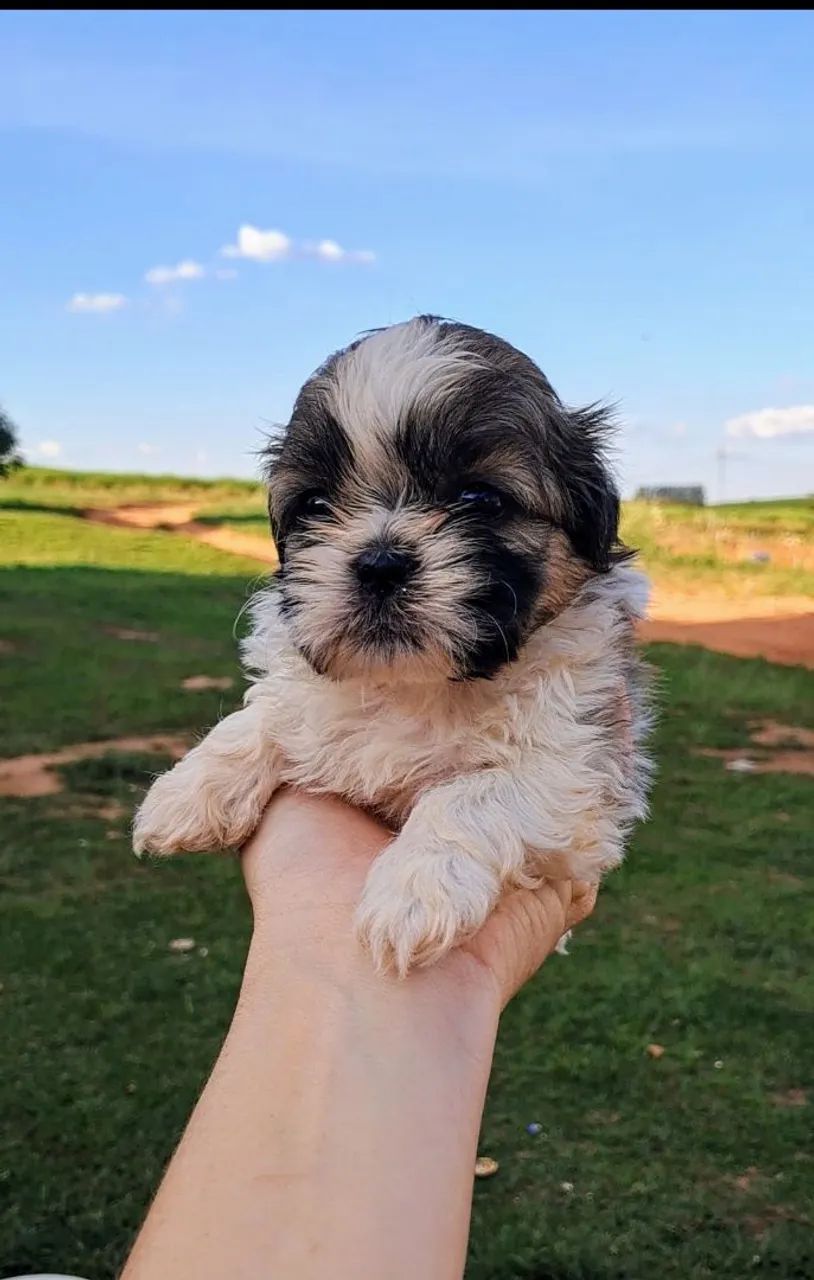 Shih Tzu Fêmea - Linda e Carinhosa - Foto 4